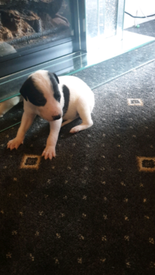 whippet puppies gumtree